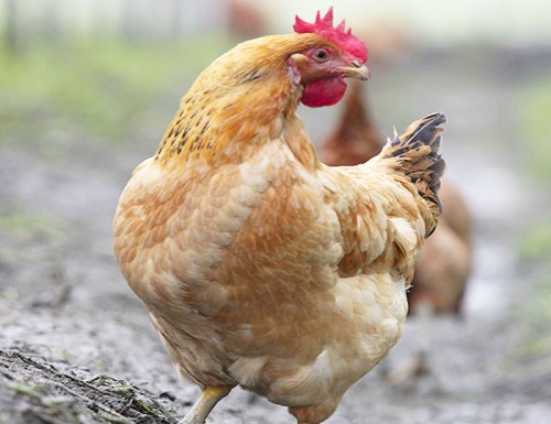 放牧土雞(全雞)